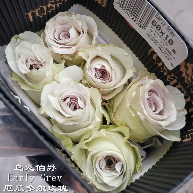 1670901547727527.jpg 乌龙伯爵