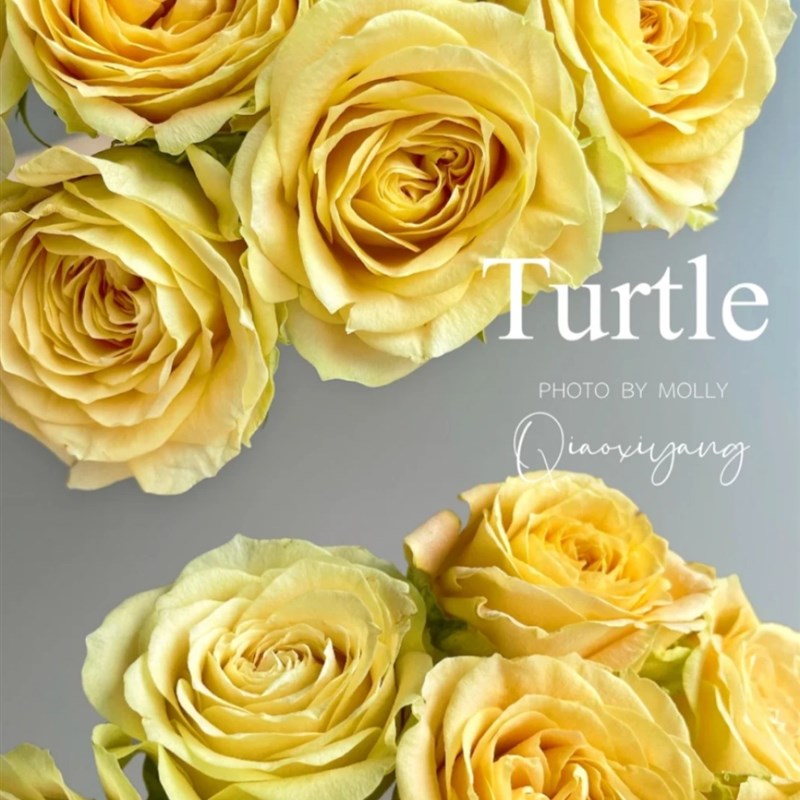 1670907205127980.jpg 苏塔菲Turtle