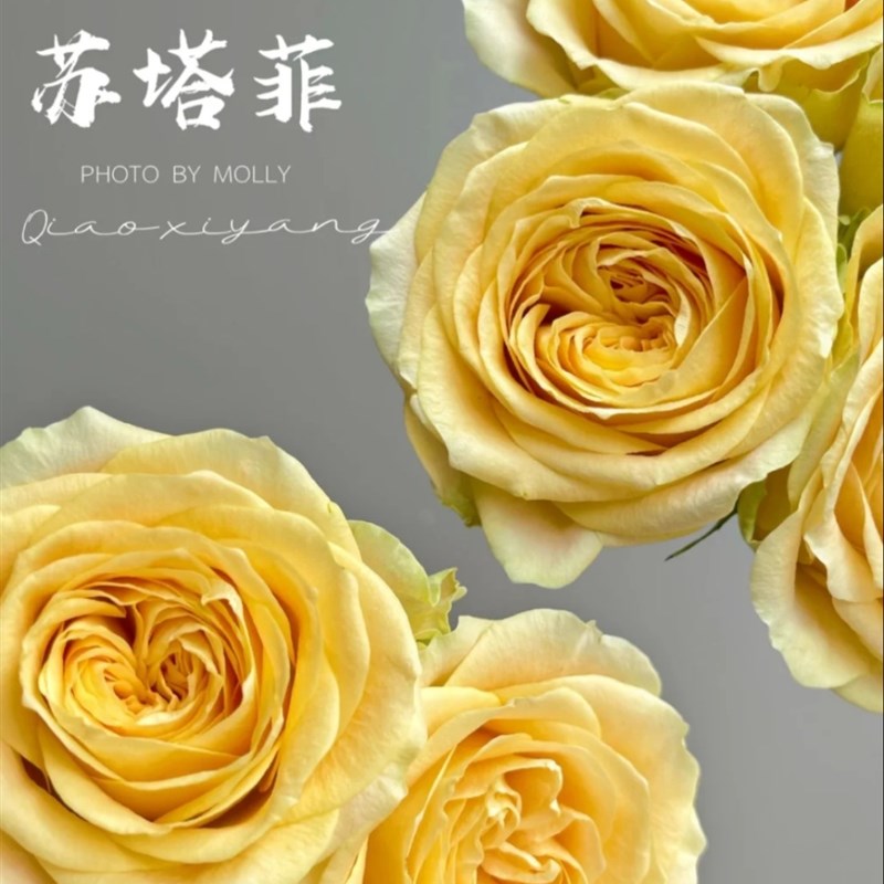 1670907205235246.jpg 苏塔菲Turtle
