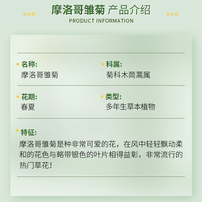 1671000185251647.jpg 摩洛哥雏菊
