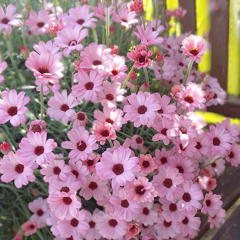 1671000185830622.jpg 摩洛哥雏菊