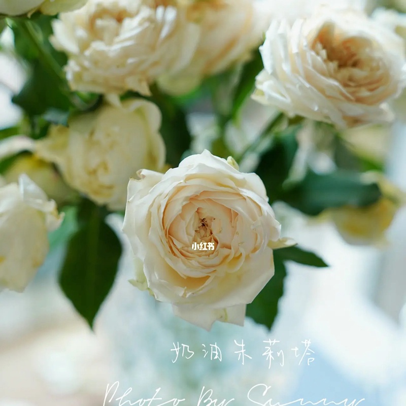 1671085099121561.jpg 奶油朱莉塔Julietta Cream