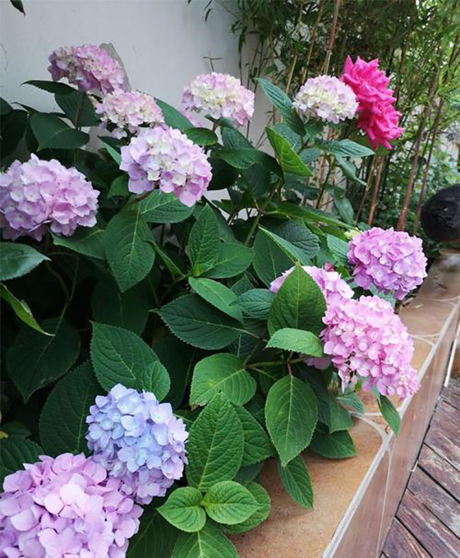 绣球花 绣球花无尽夏夏季怎么浇水?