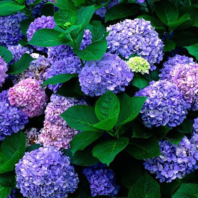 绣球花 绣球花无尽夏夏季怎么浇水?
