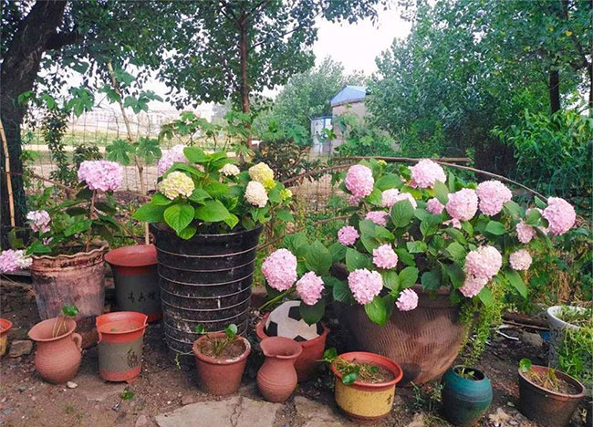 绣球花 绣球花无尽夏夏季怎么浇水?