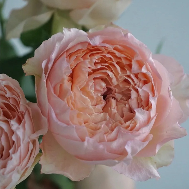 1671168596170844.jpg 蜂蜜朱莉塔 julieta honey
