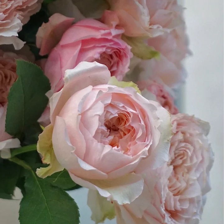 1671168596623950.jpg 蜂蜜朱莉塔 julieta honey