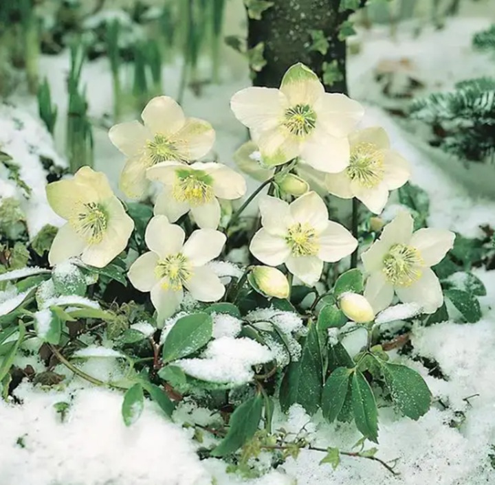 1671587283344676.jpg 12款耐寒零下20度的花卉推荐