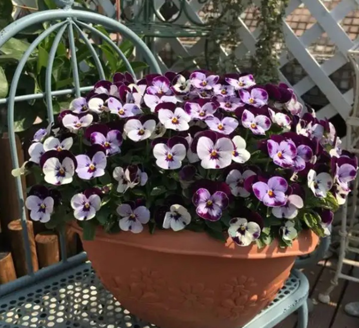 1671587284383716.jpg 12款耐寒零下20度的花卉推荐