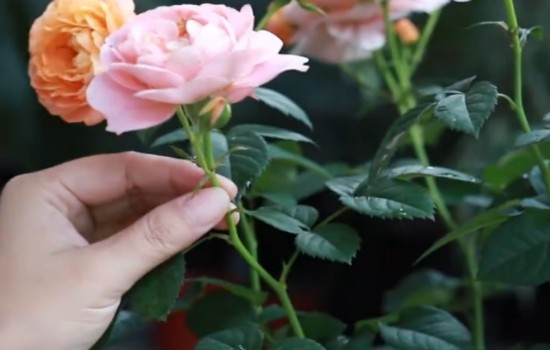 月季刚开花就枯萎是什么原因?