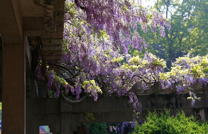 紫藤树需要搭架子吗 耐寒零下30度的庭院花有哪些