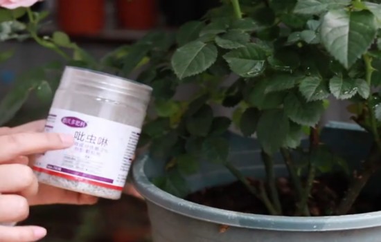 月季刚开花就枯萎是什么原因?