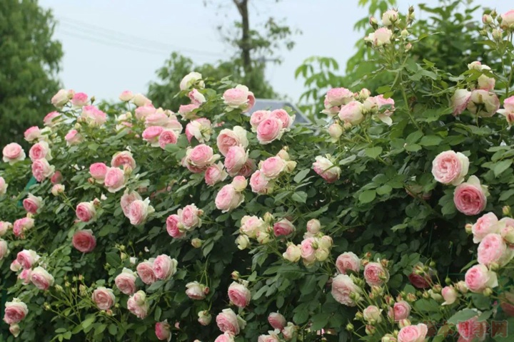 龙沙宝石 粉色龙沙宝石的逆袭之路
