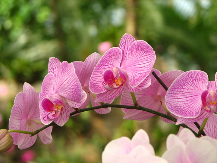 蝴蝶兰 春节期间开放的十种花卉(过年开的花)