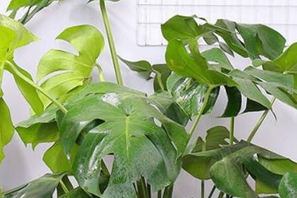 客厅十大镇宅植物都有哪些