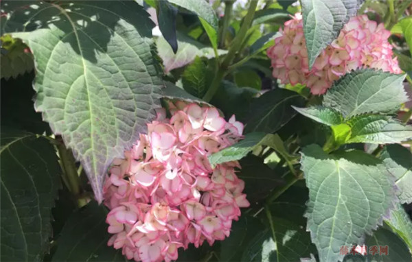 塞布丽娜 塞布丽娜绣球花怎么养?