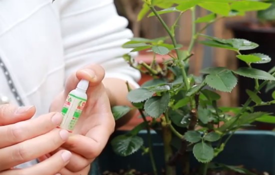 101活力素对月季有用吗?