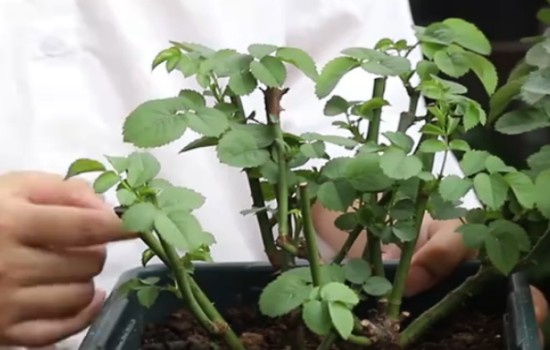 月季夏天能不能施肥(施什么肥好)