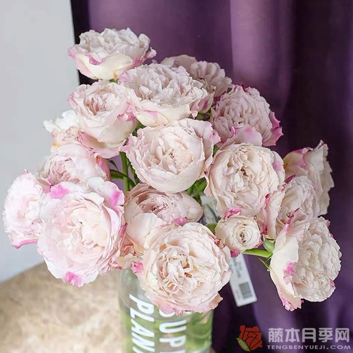 仙女琳达月季 贝拉琳达仙女Bella Linda Fairy