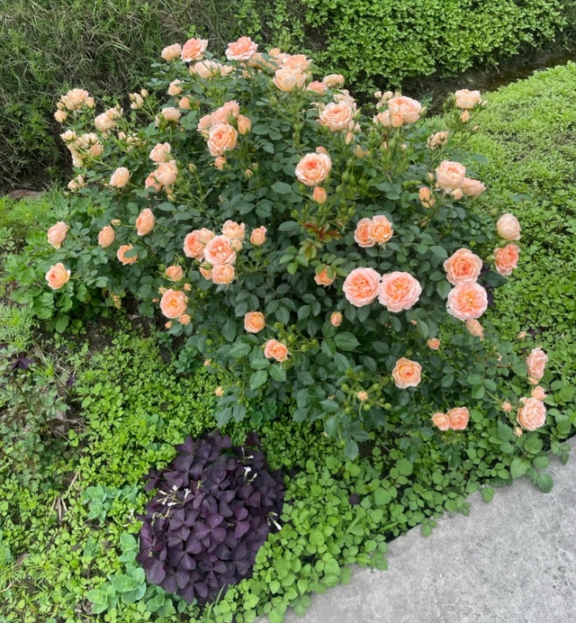 月季埋鱼肠的原理及注意事项(附效果展示)