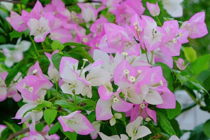 1669892052866571.jpeg 最旺宅的爬藤植物有哪些