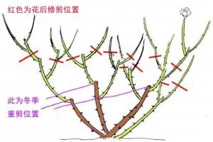 月季为什么要修剪 (月季修剪有哪些好处)