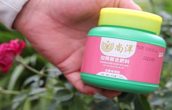 月季12月份能开花吗?