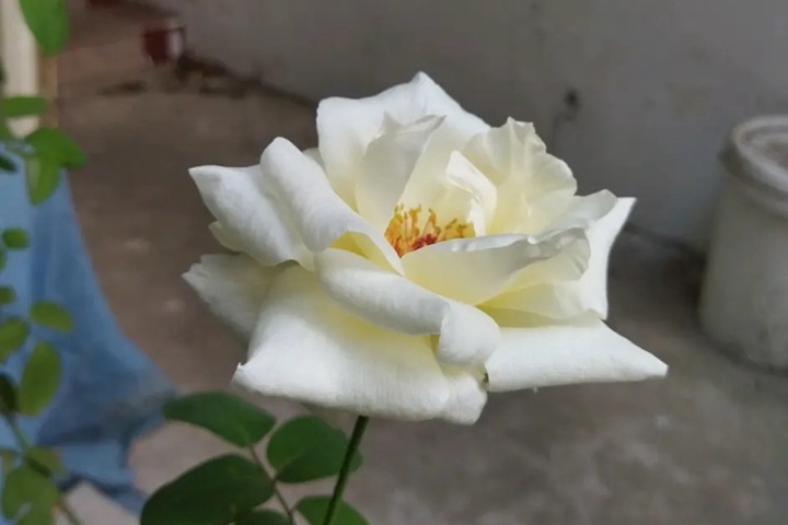 1673074234298081.jpg 白杰作White Masterpiece