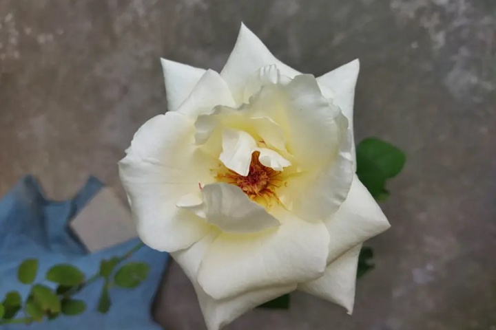 1673074234519769.jpg 白杰作White Masterpiece