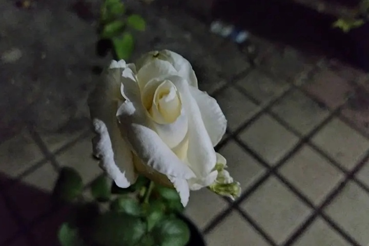 1673074234562960.jpg 白杰作White Masterpiece