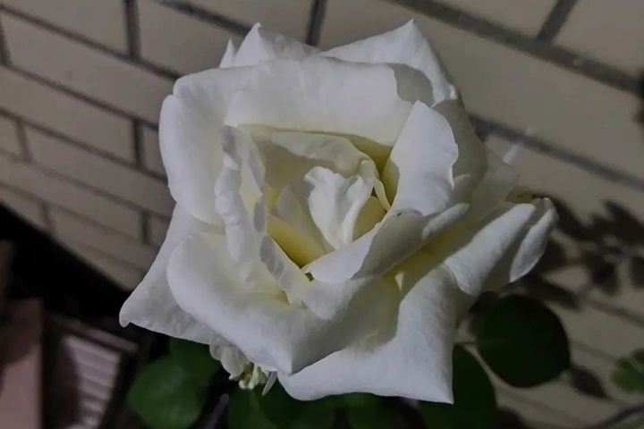 1673074235490453.jpg 白杰作White Masterpiece