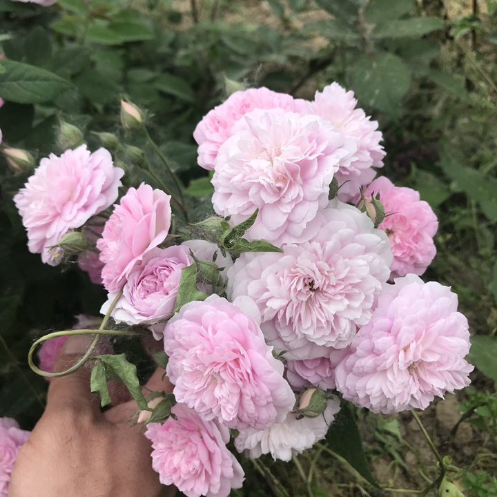 1673244086870648.jpg 洛尔达乌Laure Davoust