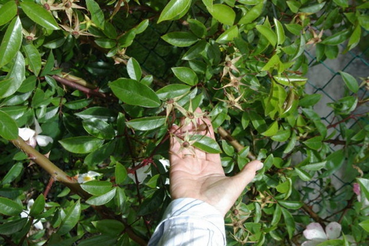 1673245640318797.jpg 库珀蔷薇Rosa X cooperii