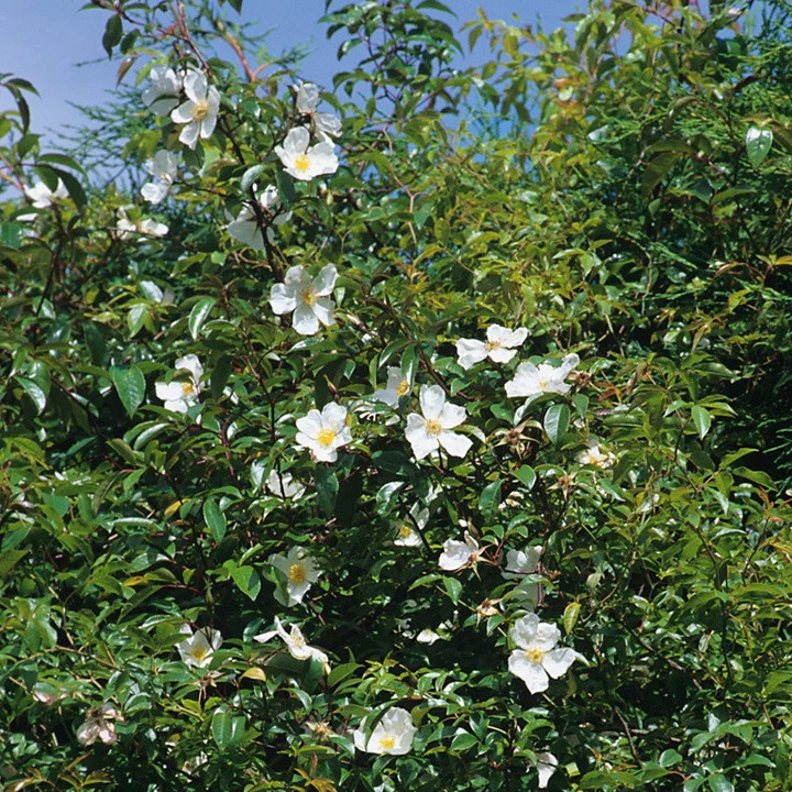 1673245640761168.jpg 库珀蔷薇Rosa X cooperii