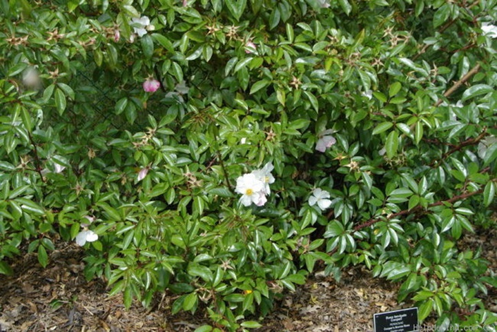 月季花是木本植物吗 月季花是木本植物吗