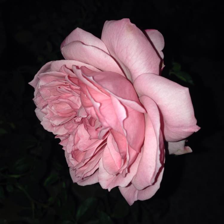 1673247501515140.jpg 埃卡德维茨格曼Eckart Witzigmann