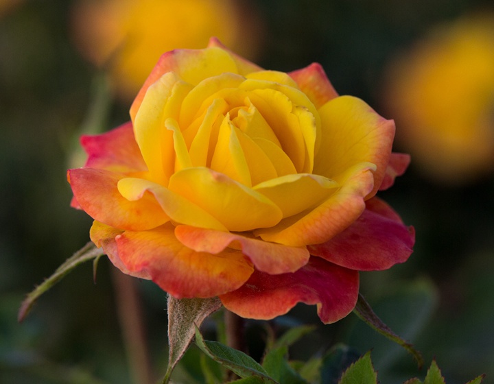 1673329172607556.jpg 彩虹光芒Rainbow Sunblaze