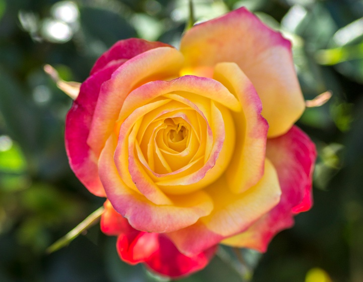 1673329172619342.jpg 彩虹光芒Rainbow Sunblaze