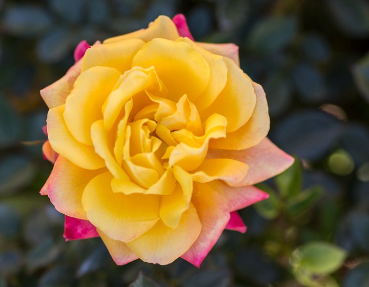 1673329172751615.jpg 彩虹光芒Rainbow Sunblaze