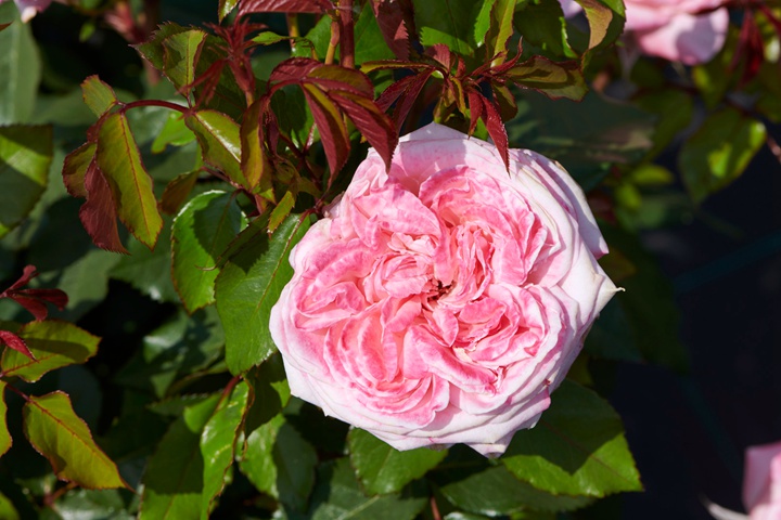 1673592690354501.jpg 珍珠Perla