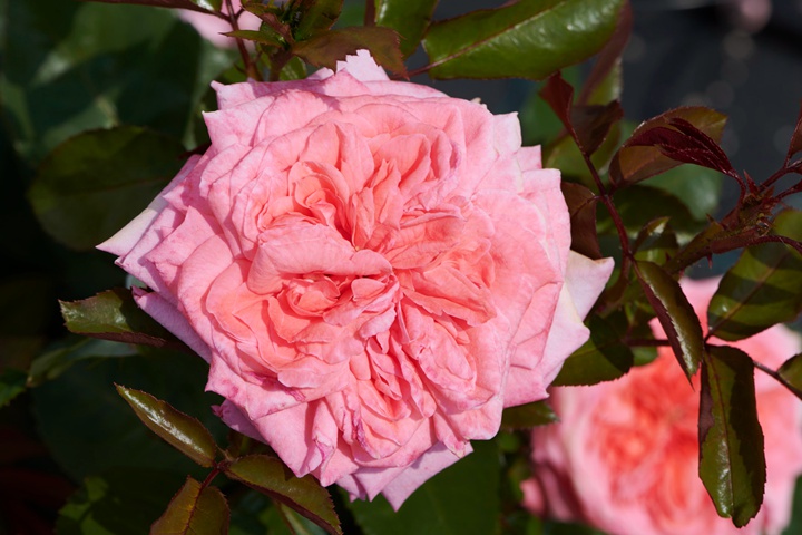 1673592690660616.jpg 珍珠Perla