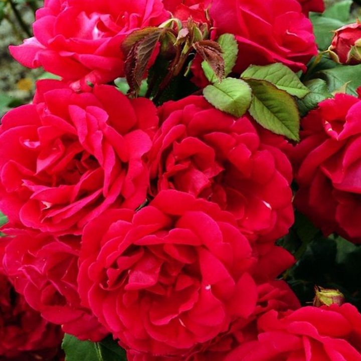1673595617571638.jpg 保罗的红衣Paul's Scarlet