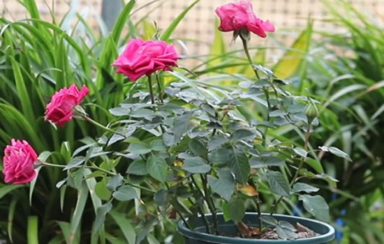 月季12月份能开花吗?