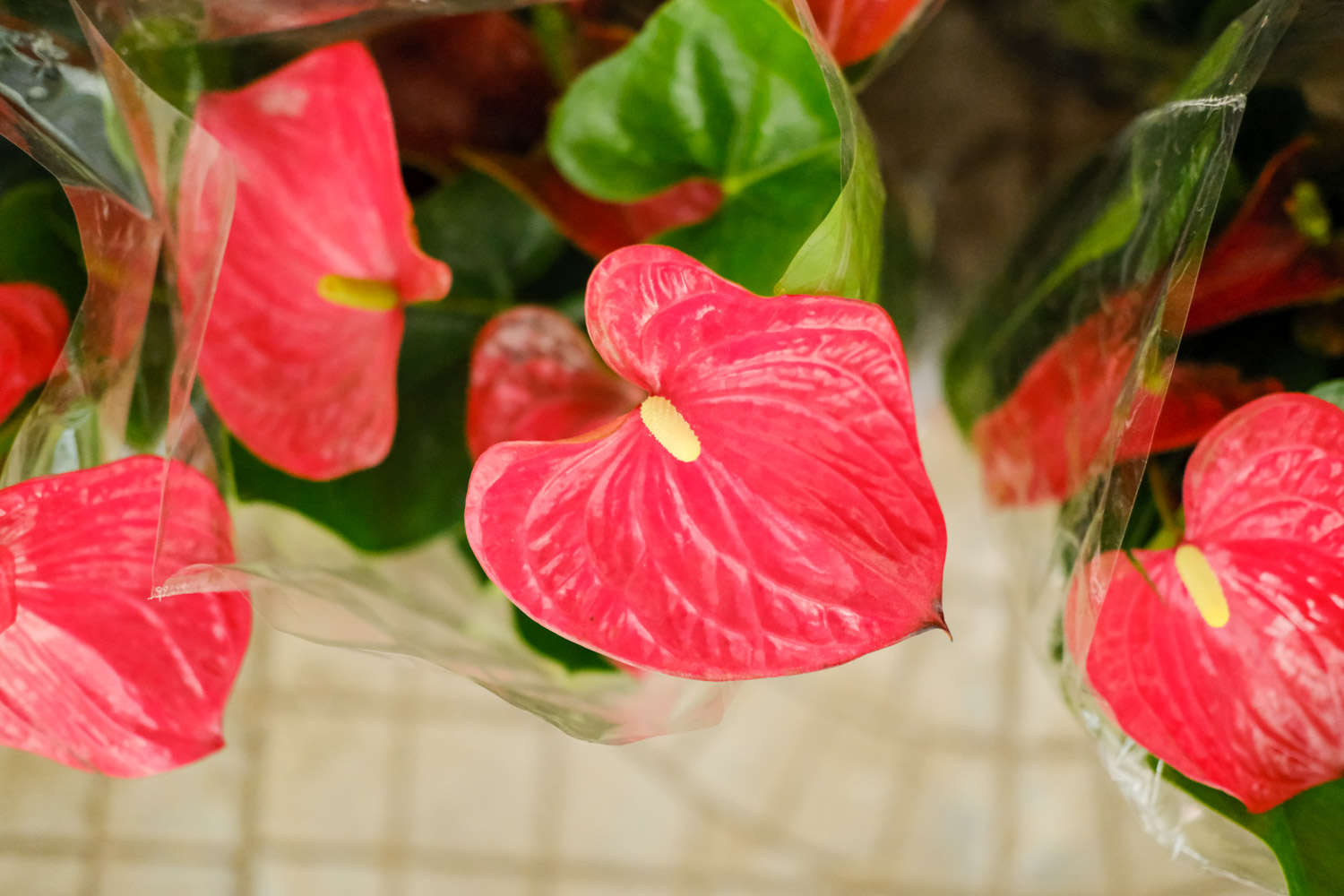 红掌 春节期间开放的十种花卉(过年开的花)