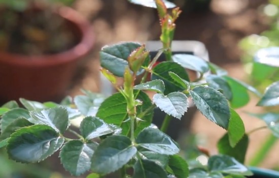 月季花后修剪不发新芽怎么办?