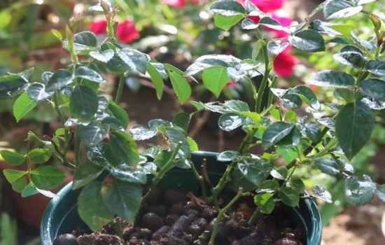 月季花后修剪不发新芽怎么办?