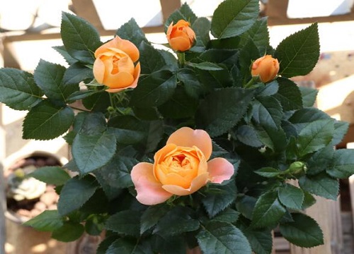 月季是喜阴还是喜阳植物?