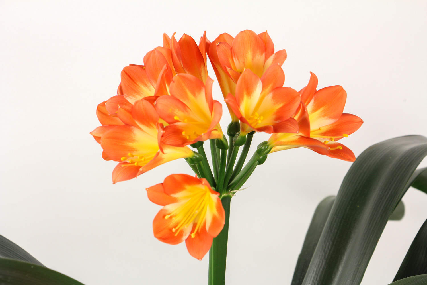 君子兰 春节期间开放的十种花卉(过年开的花)