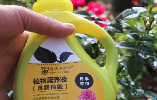 月季花后修剪不发新芽怎么办?
