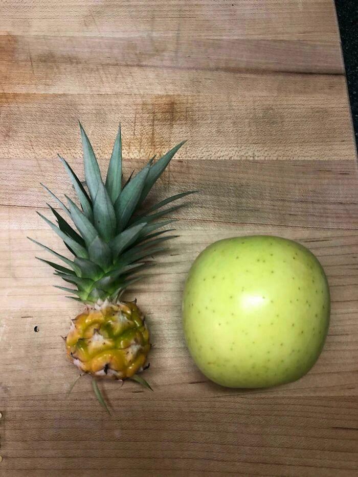 网友们的种植成果大赏